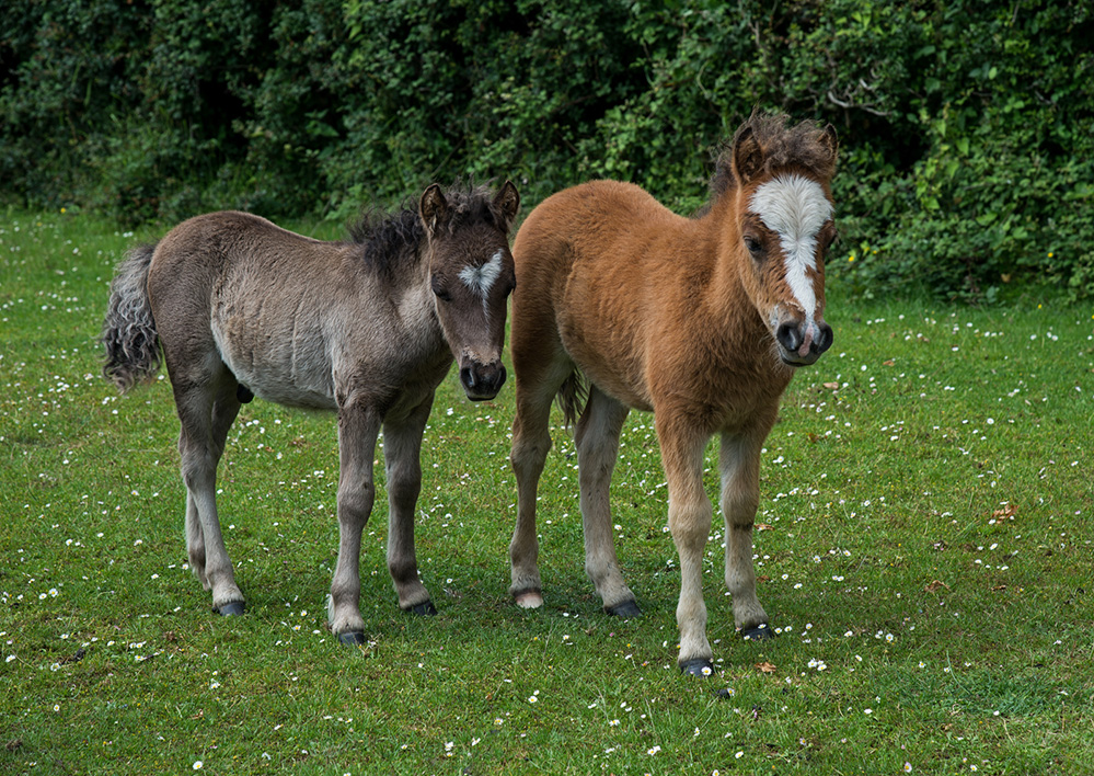 Spring Pony Foals, Bramshaw